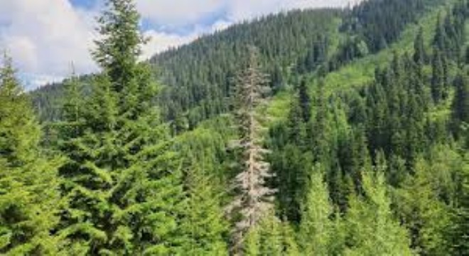 11 İlde Orman Sınırlarında Değişiklik