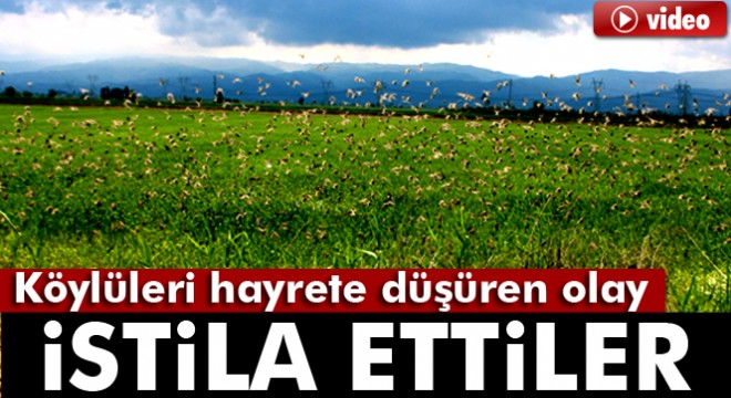 Aydın Ovası nı kuşlar istila etti