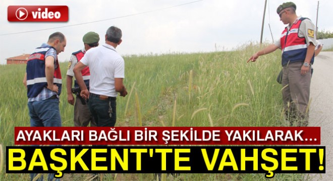 Başkent te vahşet! Kedi ve köpekler katledildi