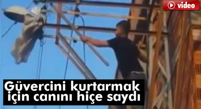 Canını hiçe saydı, elektrik direğine tırmanıp ayağı takılan güvercini kurtardı