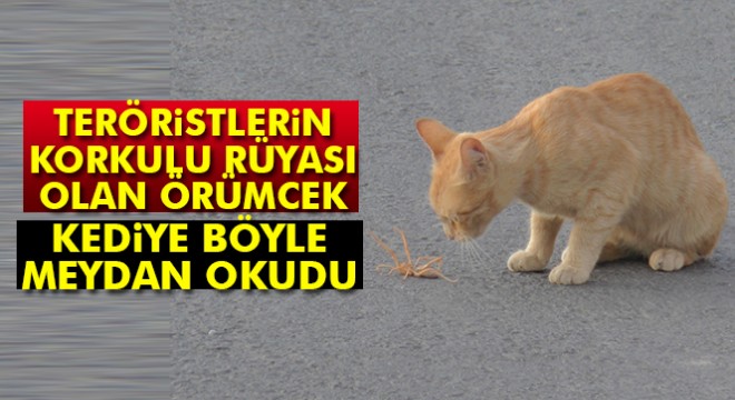 Et yiyen dev örümcek ile kedinin ölüm kalım mücadelesi