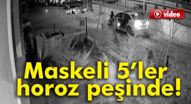 Maskeli 5’ler horoz peşinde