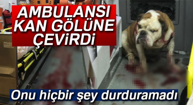 Saldırgan köpeği polisin kurşunu bile durduramadı