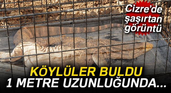 Şırnak’ta çöl varanı bulundu